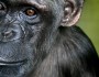 De la Zeu la Cimpanzeu